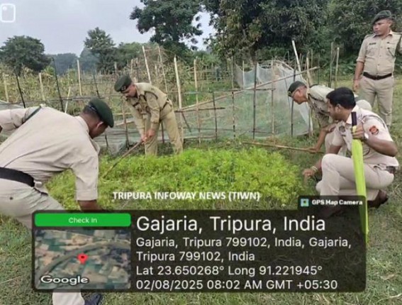 Bishalgarh Police Destroyed 1 Lakh 20 Thousand Ganja Plantation on Riverbank Bishalgarh Police Destroyed 1 Lakh 20 Thousand Ganja Plantation on Riverbank